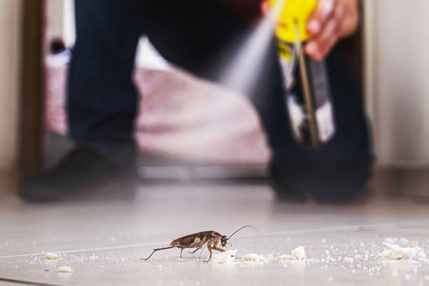 Flea Control Services in Irmo, SC